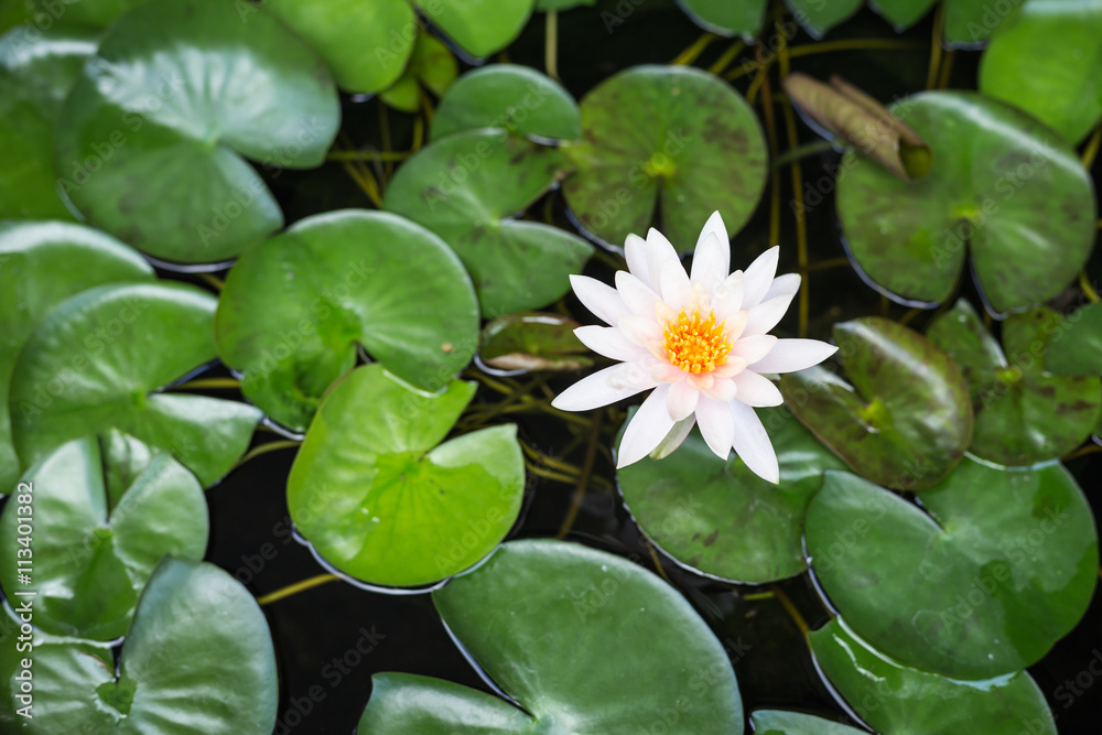 White lotus with green leaf in water pond, Top view White lotus with green leaf in water pond, Top view