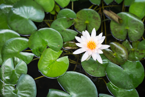 White lotus with green leaf in water pond  Top view