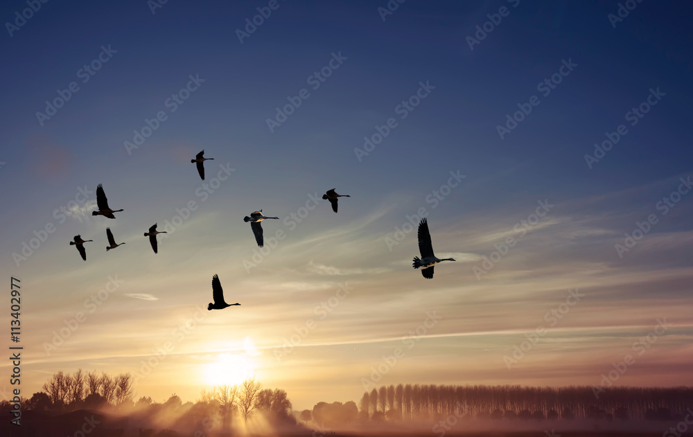Birds Flying at Sunset Panoramic View