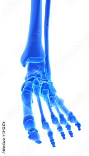 3D illustration of Foot Skeleton, medical concept.