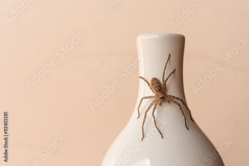 Spider on the mouth of the bottle.
