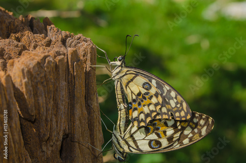 Butterflies mating photo