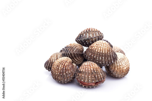 Raw blood cockle isolated on white background