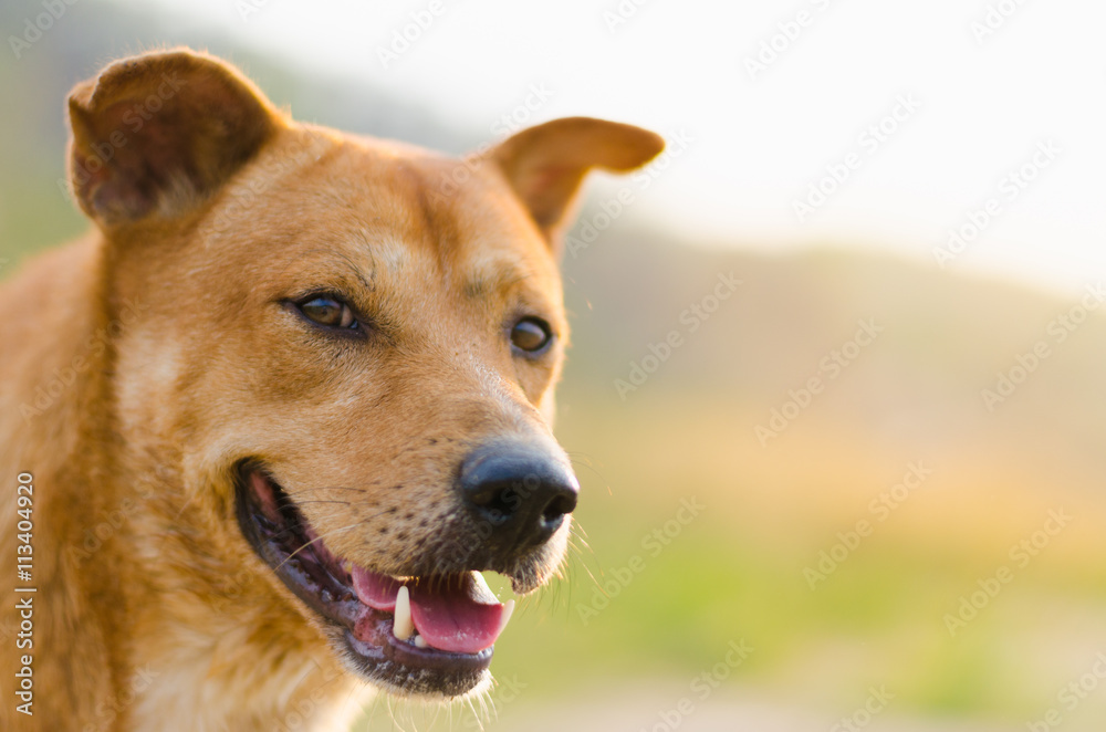 Naklejka premium Dog