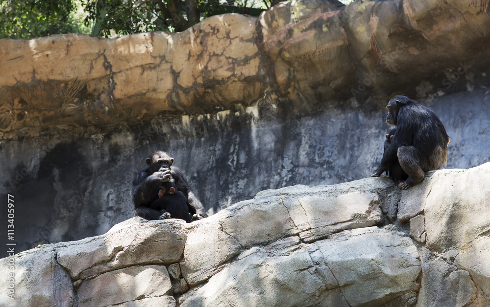 Fototapeta premium The family of chimpanzees in the wild. Black monkeys sitting among the rocks.