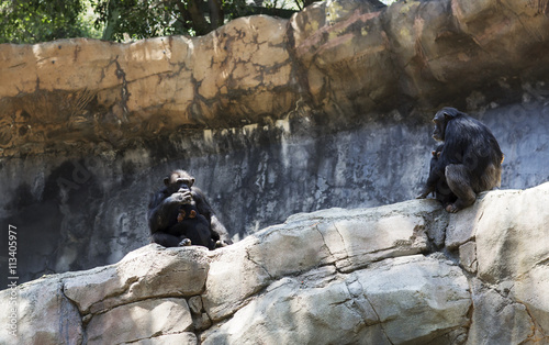 The family of chimpanzees in the wild. Black monkeys sitting among the rocks.