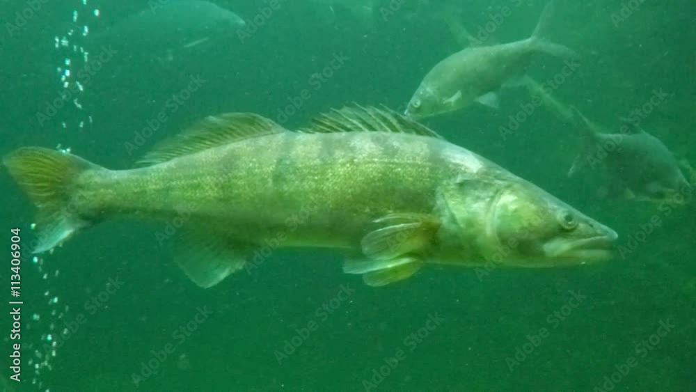 Huge Walleye, Zander or Pike-perch (Sander lucioperca). Underwater video of fresh water fish. Animals in nature. Huge Walleye, Zander or Pike-perch (Sander lucioperca). Underwater video of fresh water fish. Animals in nature.