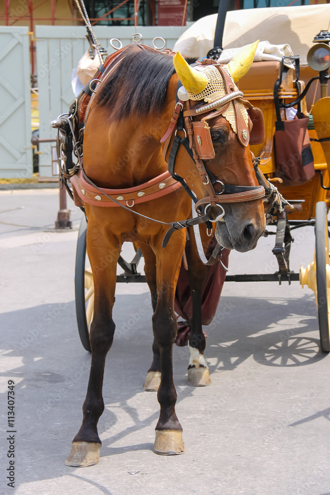 Horse-drawn carriage on Piazza del Duomo in Pisa, Italy
