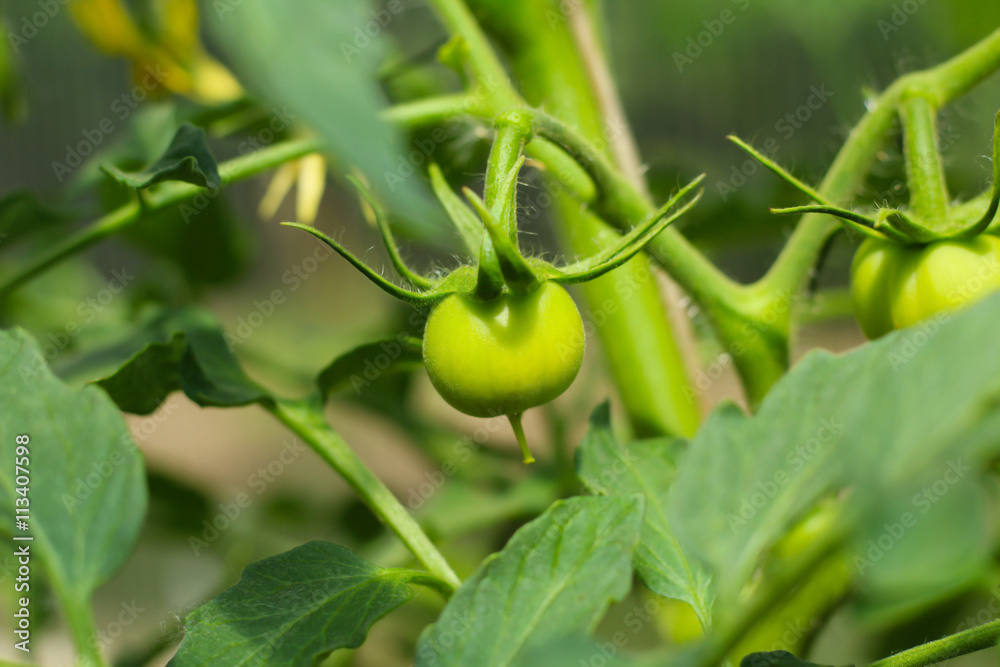 Green tomatoes. Green tomatoes.