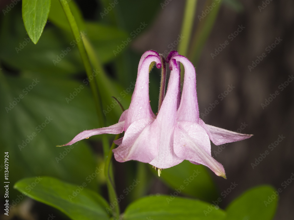 Obraz premium Pink flower of European or Common columbine, Aquilegia vulgaris, close-up, selective focus, shallow DOF