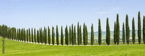 Tableau sur toile row of cypress trees in Tuscany in Italy