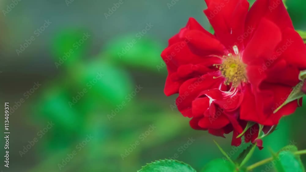 Beautiful red rose close-up slow moving in wind. 4K 3840 x 2160 ultra high definition footage 