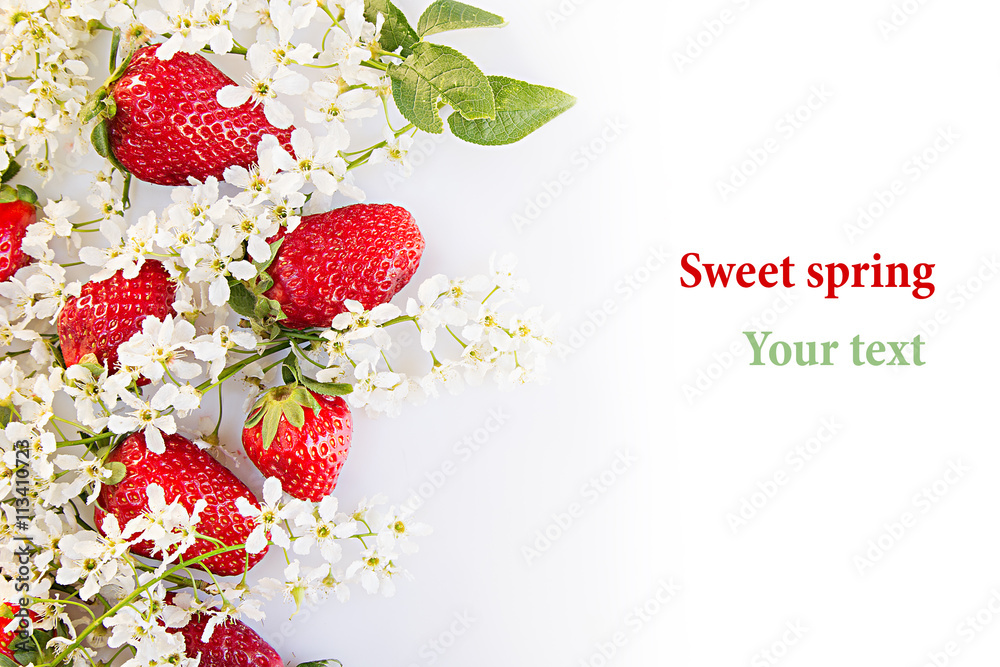Strawberries with flowers of bird cherry on a white background. Sunny ...