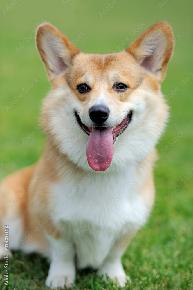 Welsh Corgi dog Welsh Corgi dog