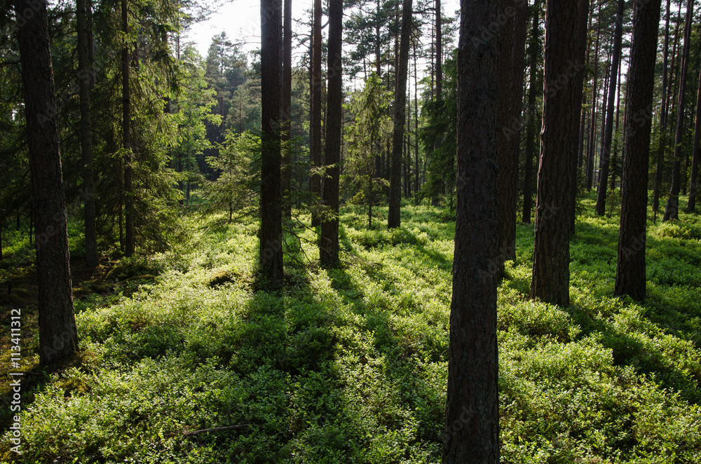 Pine tree forest with fresh green ground Pine tree forest with fresh green ground