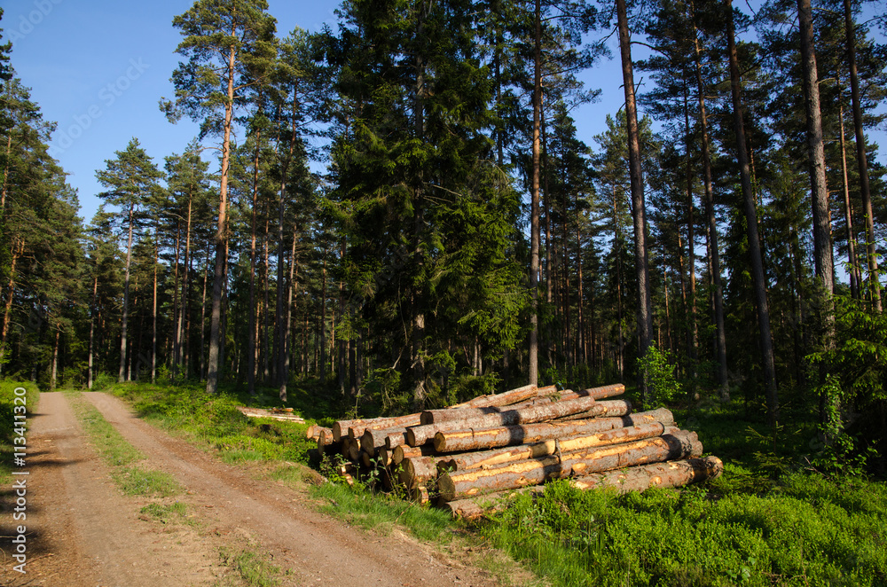 Timber stack in a green forest