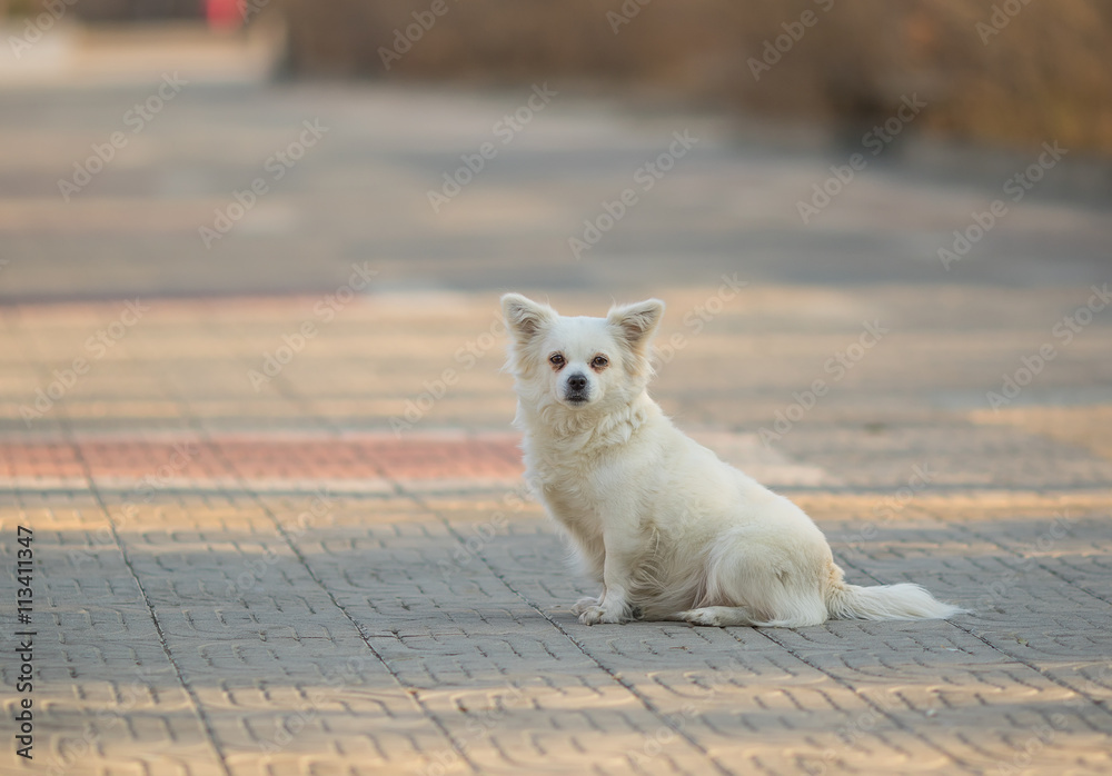 Photo of Cute Tiny Dog Sitting on a Brick Ground. Portrait of Small White Dog Looking at Camera