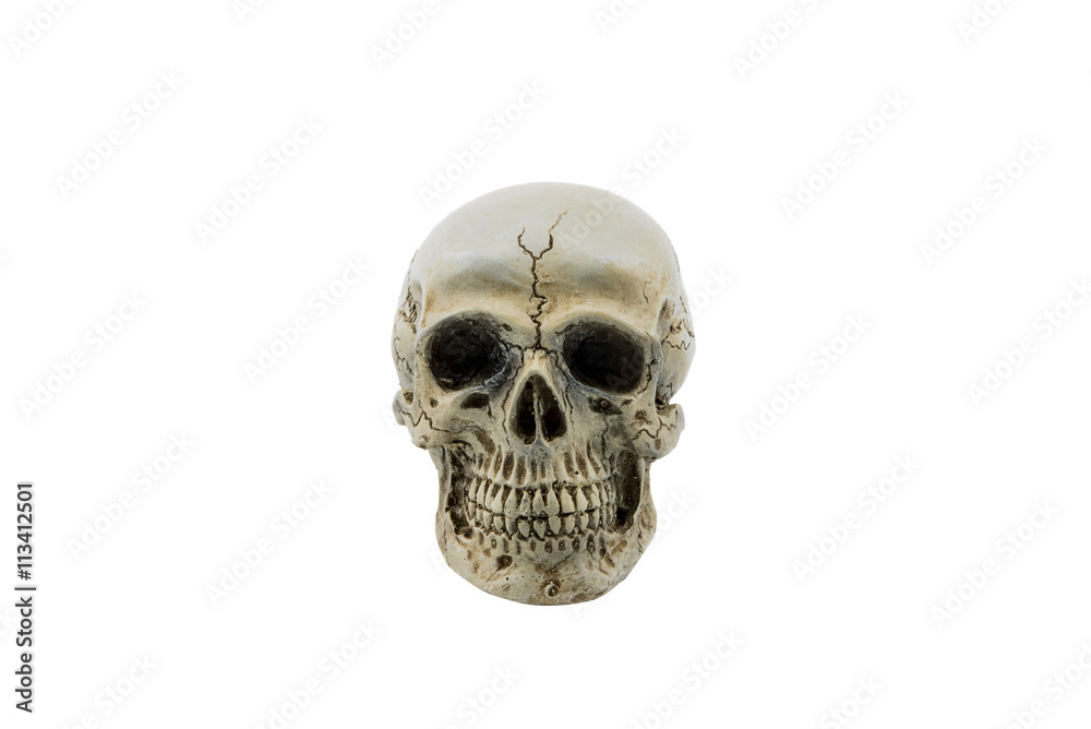 Skull human isolated on white background Skull human isolated on white background