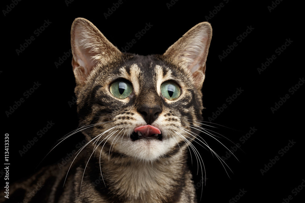 Closeup Portrait of Funny Licked Bengal Cat isolated on Black Background