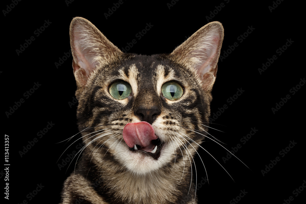 Closeup Portrait of Funny Licked Bengal Cat isolated on Black Background