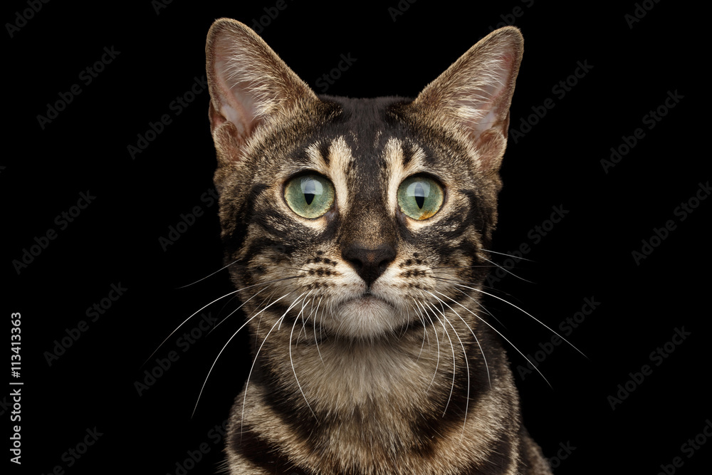 Closeup Portrait of Bengal Cat with Dark Fur and Green eyes isolated on Black Background
