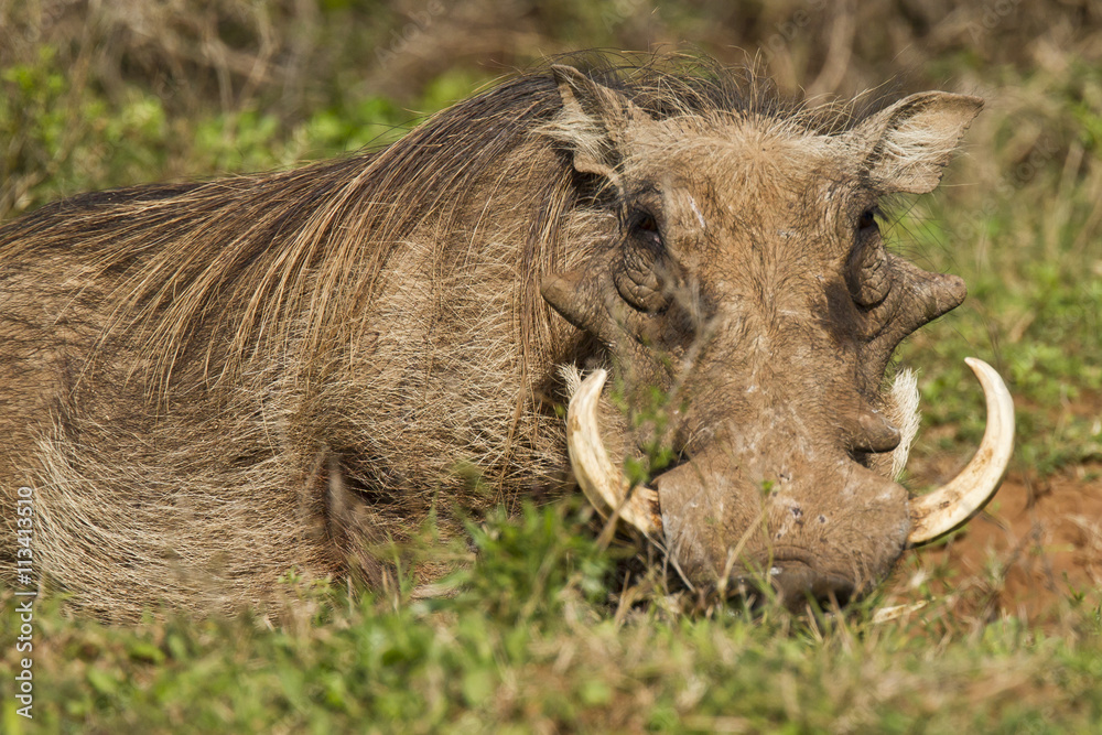 Large warthog lying in long grass Large warthog lying in long grass