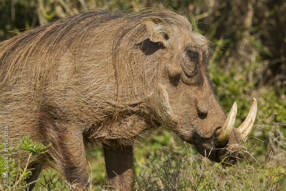 Large warthog with huge ivory tusks Large warthog with huge ivory tusks