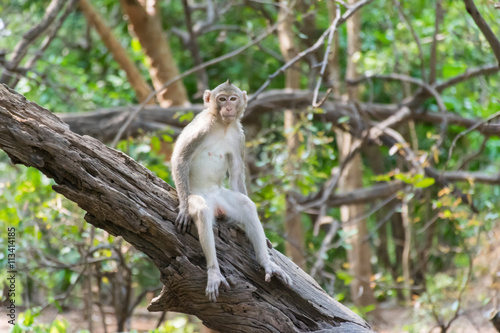 Monkey yawn live in nature.