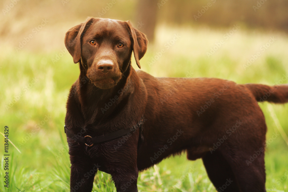 Brauner Labrador