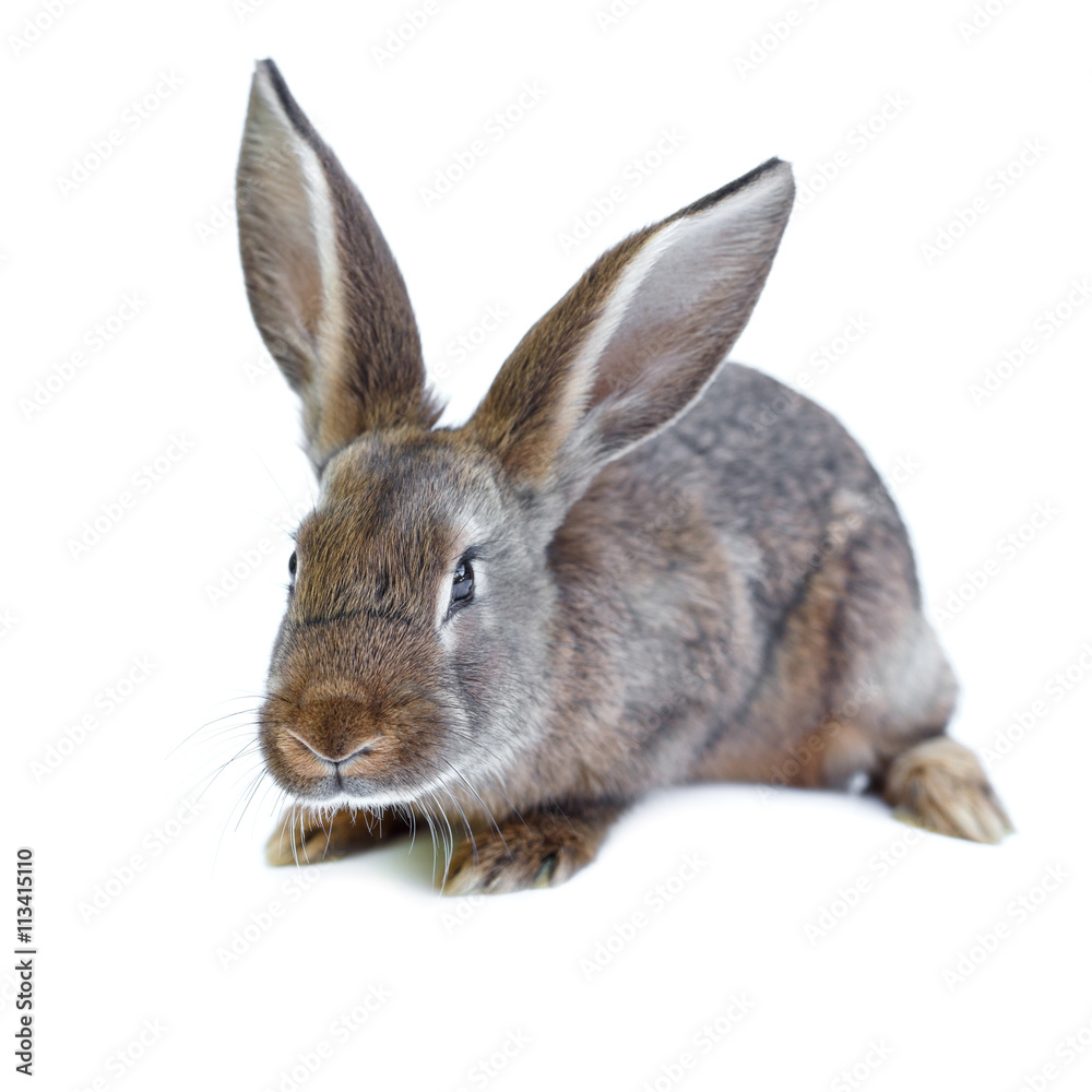 Fototapeta premium Young european brown rabbit on white background