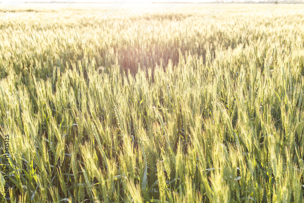 Field of ripe wheat or rye in sunset beams Field of ripe wheat or rye in sunset beams