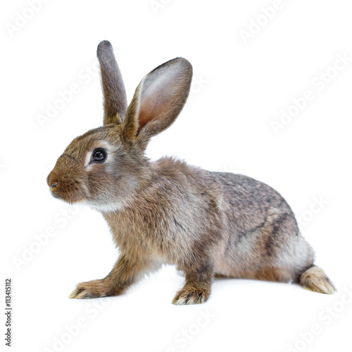 Young european brown rabbit on white background