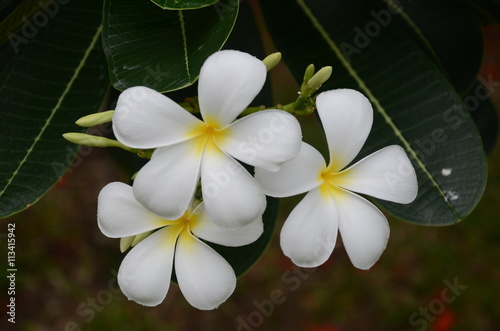 beautiful white flower  white flowers  Plumeria flower
