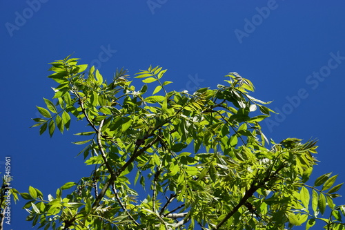 Tableau sur toile Blue and Green should never be seen