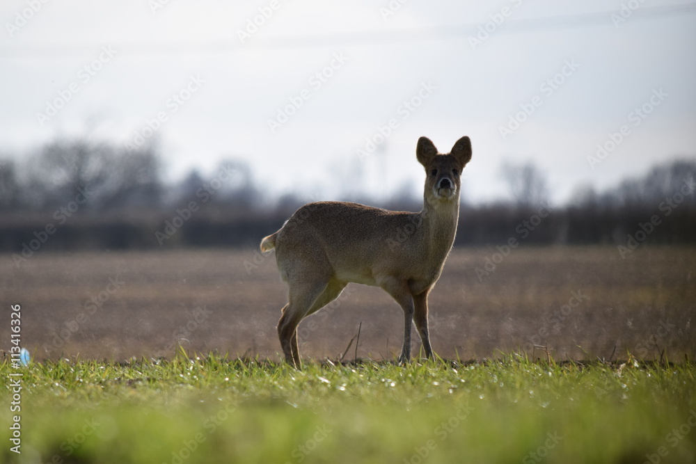 Obraz premium Chinese Water Deer