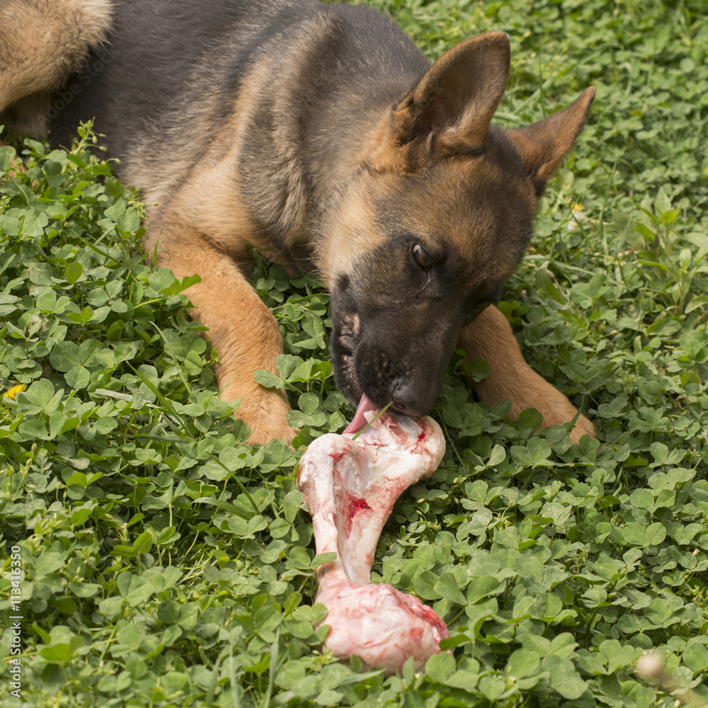 Are Bones Good For German Shepherds