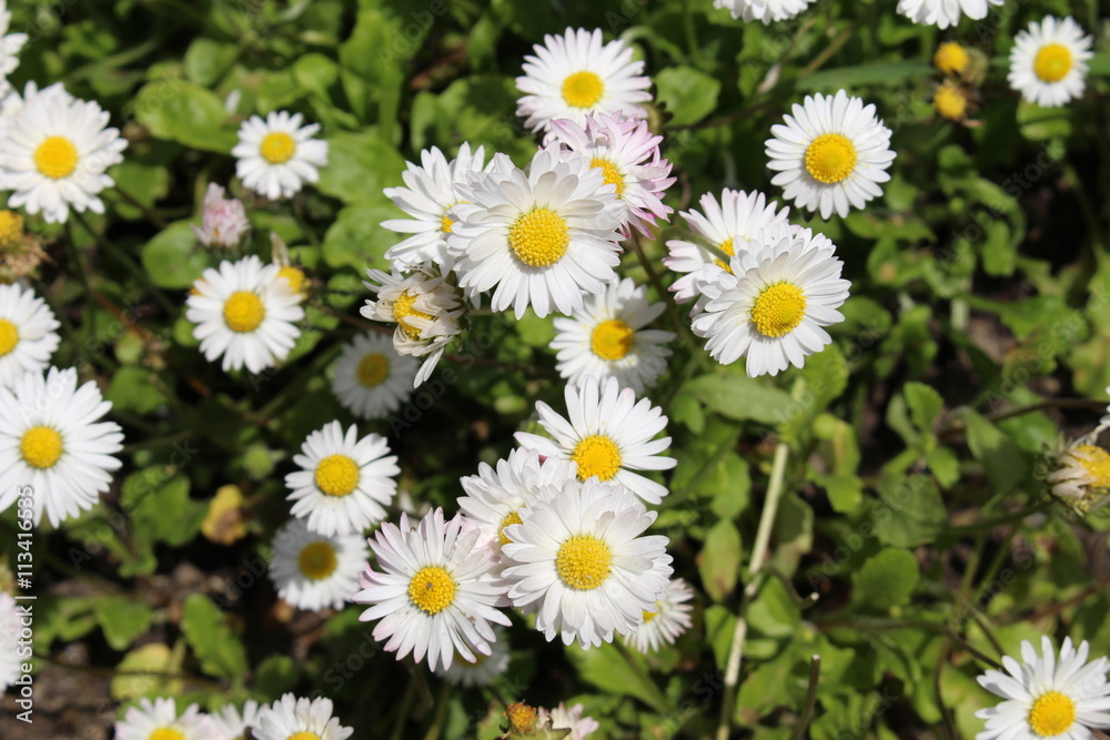 White and yellow White and yellow