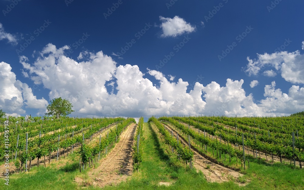 Grape vineyard orchard field, Pannonhalma Wine Region in Hungary