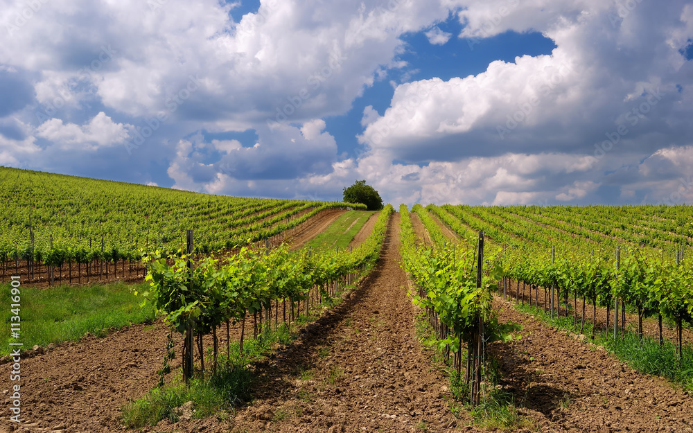 Grape vineyard orchard field, Pannonhalma Wine Region in Hungary