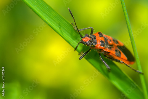 Red and black beetle on the green grass © Konstantin