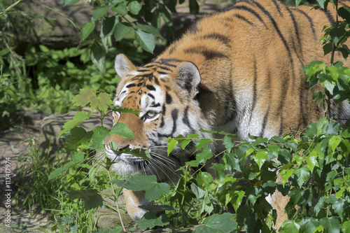 Fototapeta Naklejka Na Ścianę i Meble -  Tiger lauert