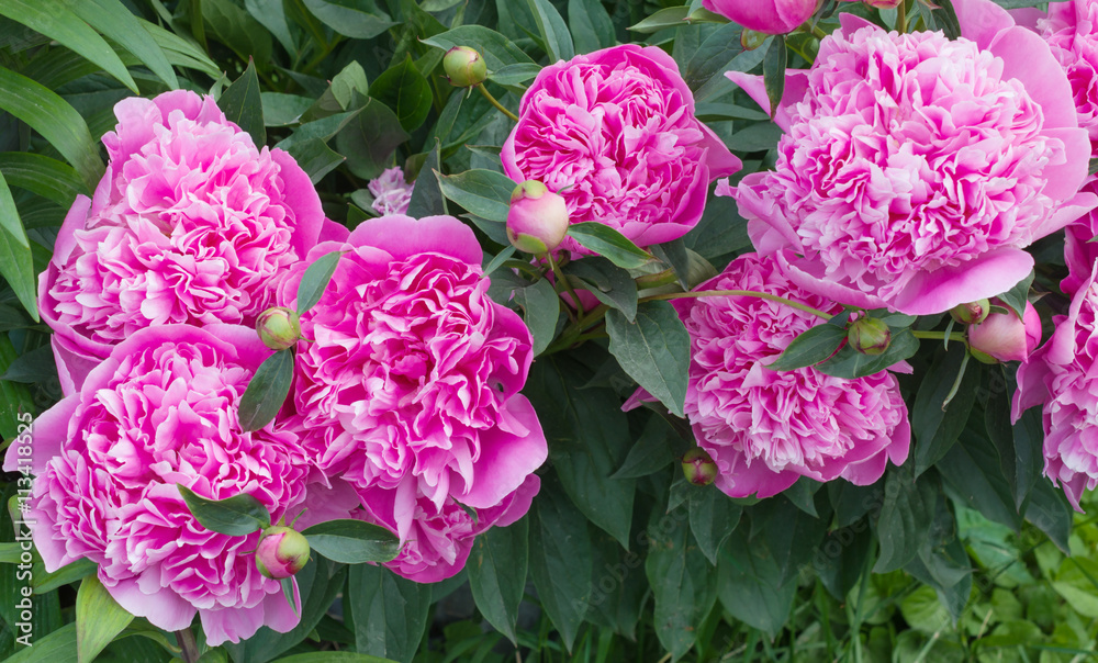 Fototapeta premium Pink peony flower