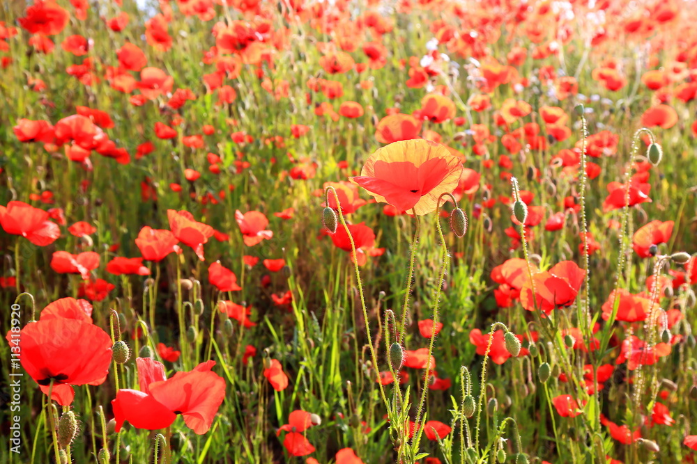 Obraz premium Mohnblumenwiese