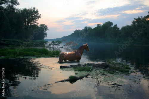 horse bathed at night in the overgrown pond