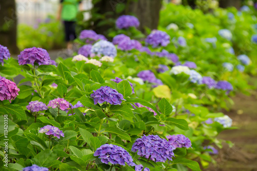 Hydrangea of street corner