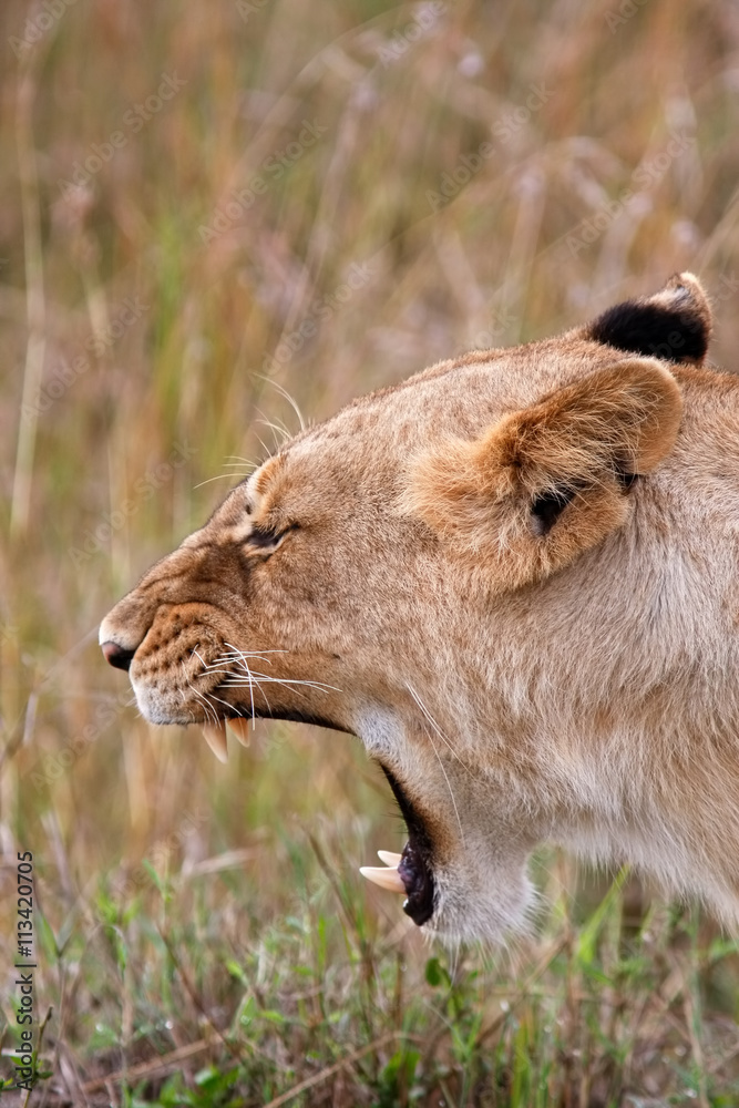 Fototapeta premium Lioness in national park Nakuru in Kenya