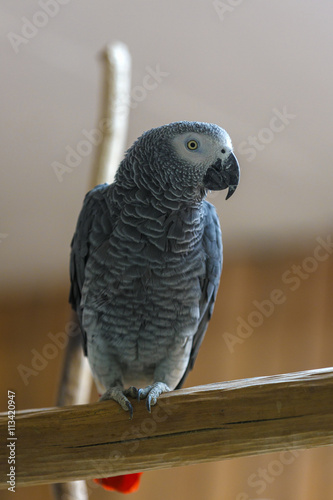 African Grey Parrot perched on tree branch in park