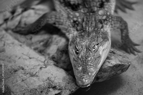 the head of a caiman crocodile in water