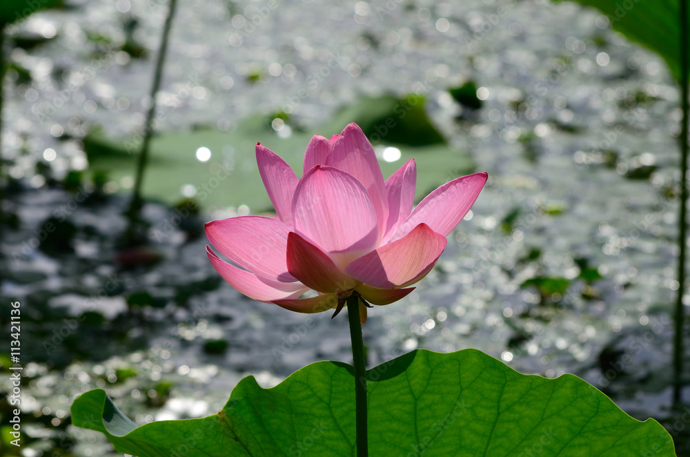 Obraz premium Bright pink lotus, Kyoto Japan. 蓮の花 大沢池 京都
