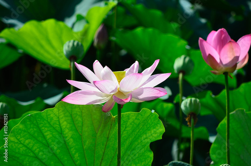 Bright pink lotus  Kyoto Japan.                                